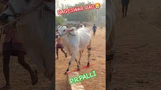 NAGESWAR RAO 4TEETH BULLS #ongolebulls #ongolebullsrace #bigbulls