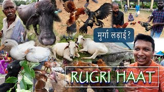 Largest Cattle & Desi Chicken Market Of Jharkhand | Rugri Haat