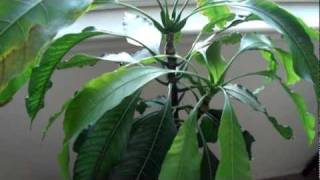 How to Grow Mango Fruit Tree From Seed Update