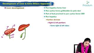 Development of liver & biliary apparatus : MBBS Lecture