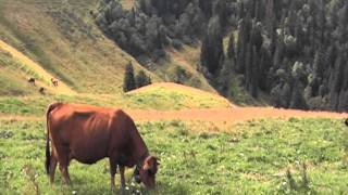 Grande Chartreuse : troupeau de vaches tarines .MOD