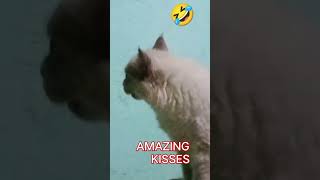 AMAZING KISSE WATCH TILL END YOU WILL SEE😁#shortsfunny #kissesfunnycat #shortsviral