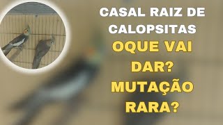 CASAL RAIZ DE CALOPSITAS. A PRIMEIRA MUTAÇÃO