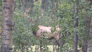 Alberta Elk hunting.