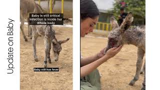 Tiny Fighter: Baby Donkey's Recovery