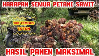 PANEN SAWIT SEPERTI INI YANG SEMUA PETANI HARAPKAN