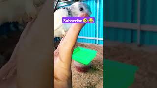 Poooda 😂🤣👆🏾 subscribe please 🤩 #funny_chicken #husbandwifetamilcomedy #kozhi_koothugal #funny