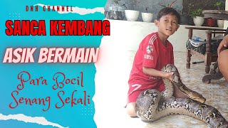 Sanca Kembang Raksasa Bermain Dengan Bocil