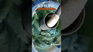 How to Grow Red Tilapia in Tarpaulin Pond