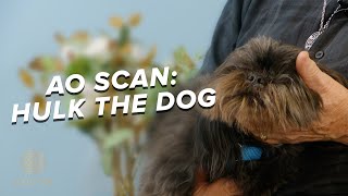 Amazing Scanner Testimonial- Hulk the Dog