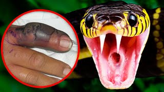 Most Venomous & Dangerous Snakes On The Planet!