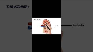 kidney anatomy #foryou #shortsviralvideo