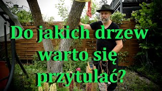 Przytulaj drzewa, dotykaj rośliny. Dla zdrowia, witalności.