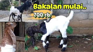 Kambing kaligesing bakalan jantan betina peranakan ettawa di Jual..