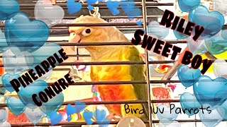 Riley pineapple green cheek Conure proud dad to be just chillin eggs and Mrs in nest box 💚