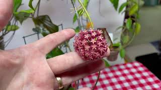 My Hanging Hoya Trellises In Action