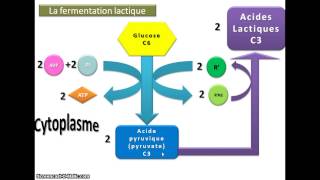 Produire de l'ATP par fermentation