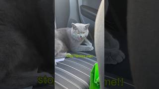 Just watch how angry she gets 🤦‍♂️| Sassy British shorthair cat  #bsh #angrycat