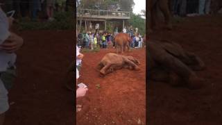 More baby elephants playing in the mud