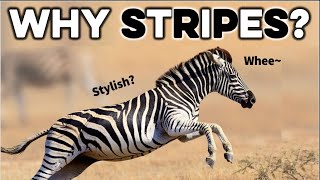 How Did Zebras Get Their Stripes?