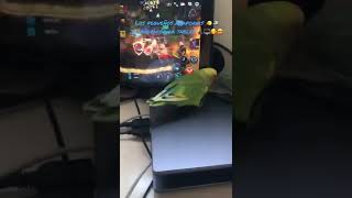 Los pequeños agapornis 🐤🐦 jugando a MFF con la tablet 🕹🖥🥰