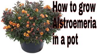 how to grow alstroemeria in pots