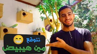 التحديثات الجديده والشجار ع العشوش 🥰 بدأ انتاج الصيف 😄