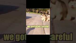 funny dogs #shorts