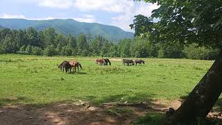 horses in Cades cove beautiful mountains behind em amazing views July 2nd 2024