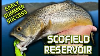 Scofield Reservoir Early Summer Fishing Tactics