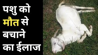 The way to avoid animal death | पशु को मरने से बचाने के लिये ए सावधानी ले। Goat |