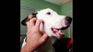 Special needs dog Opie, getting some love before work