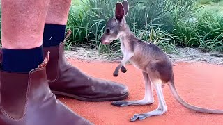 Kangaroo Baby's Size Surprised Me