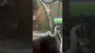 Snake 🐍 #bodo #family #canada #annapolis #familyvlog #shorts #reptiles #snake