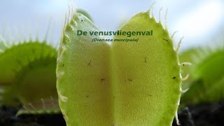 Een snuitkever in de venusvliegenval (Dionaea muscipula)