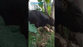 Cara Sapi Makan Bongkol Pisang