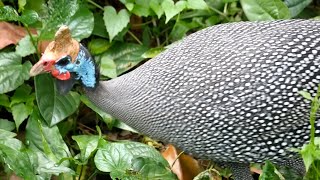 Helmeted Guineafowl Bird Video || हेलमेटधारी गिनीफाउल पक्षी का वीडियो #guineafowl #birds #bird