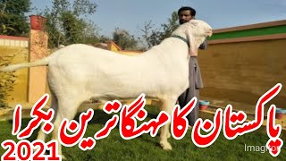 Pakistan ka Mahnga Train Bakra 2021