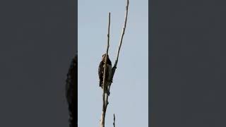 woodpeckers #woodpecker #woodpeckers #naturephotography #animallover #wildlife #naturepreservation