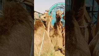 A female camel truckloadحمولة شاحنة من الإبل