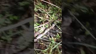 Python hunting in the Florida Everglades