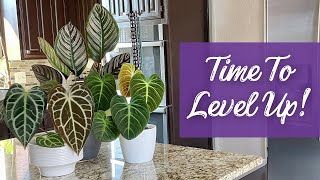 Houseplant Revamps: My Plants Were DESPERATE For These Upgrades