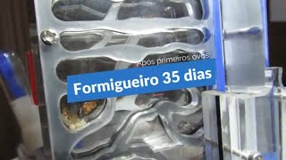 Formigueiro com 35 dias