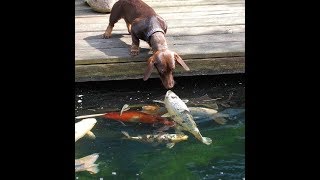 The dog rescues a fish Собака спасает рыбу