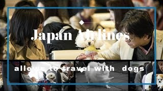 NICE, IS IT? Japan Airlines allows passengers to travel with their dogs