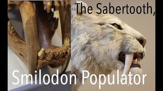 Meeting The Sabertooth | Smilodon Populator | ... I wasn't impressed.