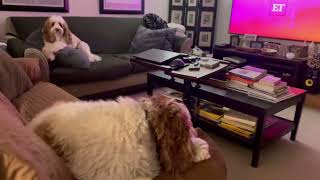 Laberdoodles love TV