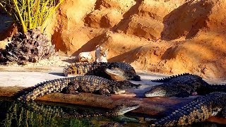 CAT VS GATORS #FUNNY VIDEOS: Funny Cats - Funny Cat Videos Animals