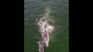 An unbreakable bond: witness the moments between a mama whale and her baby as they navigate the vast