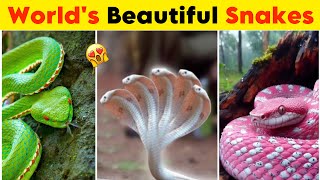 Top 10 Most Beautiful Snakes in the World | Snake video